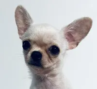 Page, a female Chihuahua and Pekingese for sale in Oklahoma City, OK – 5 of 7