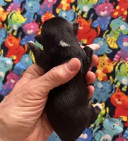 Veracruz, a female Miniature Schnauzer for sale in Oklahoma City, OK – Photo 2 of 5