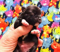 Veracruz, a female Miniature Schnauzer for sale in Oklahoma City, OK – Photo 1 of 5
