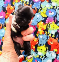 Veracruz, a female Miniature Schnauzer for sale in Oklahoma City, OK – Photo 4 of 5