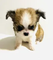 Three T Cup, a male Chihuahua for sale in Oklahoma City, OK – 3 of 9