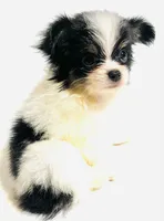 Lyric, a female Japanese Chin and Pomeranian for sale in Oklahoma City, OK – 7 of 10