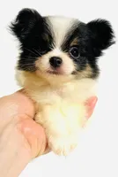 Lyric, a female Japanese Chin and Pomeranian for sale in Oklahoma City, OK – 4 of 10