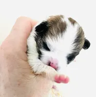Joker, a female Pomchi for sale in Oklahoma City, OK – 6 of 6