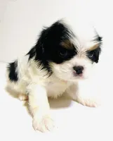 Dangle, a female Cavalier King Charles Spaniel and Japanese Chin for sale in Oklahoma City, OK – 3 of 7