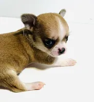 Two, a female Chihuahua for sale in Oklahoma City, OK – 2 of 10