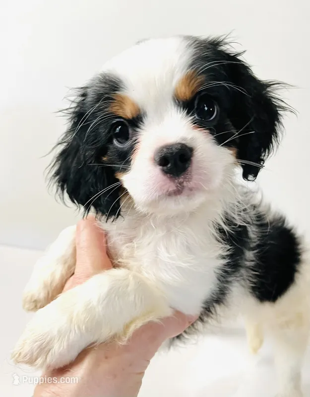 Stud – Cavalier King Charles Spaniel, Japanese Chin puppy for sale in Oklahoma City, OK