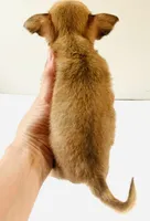 One T Cup, a male Chihuahua for sale in Oklahoma City, OK – 5 of 10