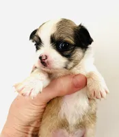 Three, a male Cavalier King Charles Spaniel and Japanese Chin for sale in Oklahoma City, OK – 2 of 3
