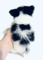 Melody, a female Japanese Chin and Pomeranian for sale in Oklahoma City, OK – 8 of 10