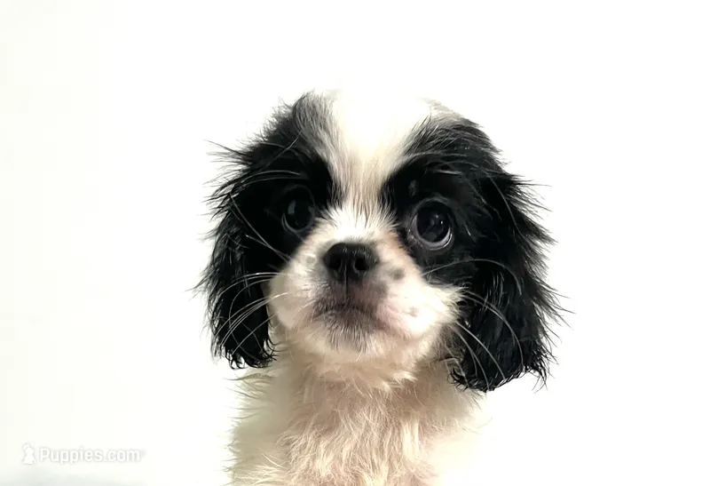 Adorn – Cavalier King Charles Spaniel, Japanese Chin puppy for sale in Oklahoma City, OK