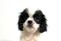 Adorn, a female Cavalier King Charles Spaniel and Japanese Chin for sale in Oklahoma City, OK – 1 of 10