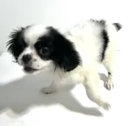 Adorn, a female Cavalier King Charles Spaniel and Japanese Chin for sale in Oklahoma City, OK – 2 of 10