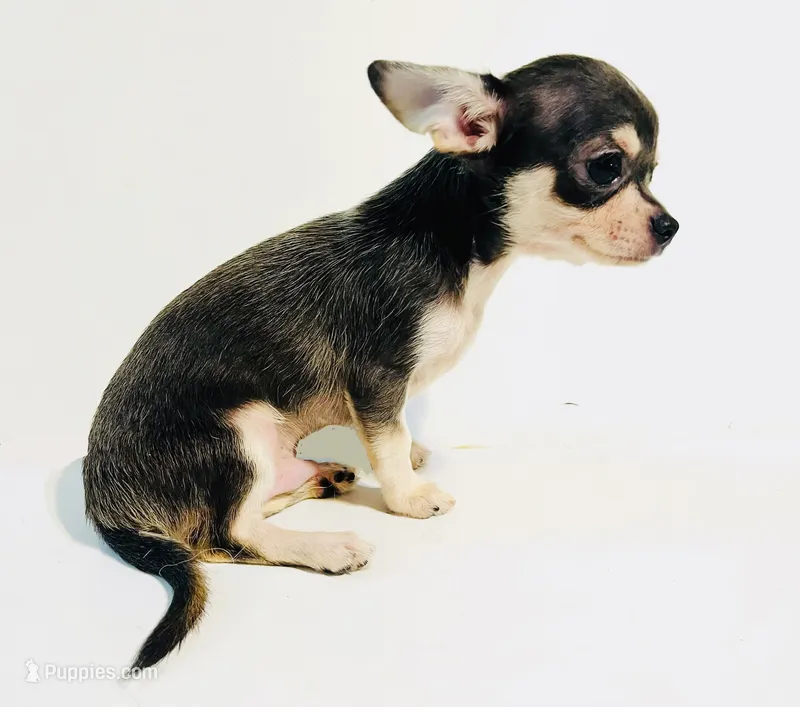 Epson – Chihuahua, Pekingese puppy for sale in Oklahoma City, OK