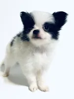Melody, a female Japanese Chin and Pomeranian for sale in Oklahoma City, OK – 6 of 10