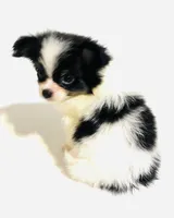 Lyric, a female Japanese Chin and Pomeranian for sale in Oklahoma City, OK – 3 of 10
