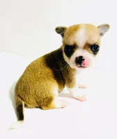 Two, a female Chihuahua for sale in Oklahoma City, OK – 9 of 10