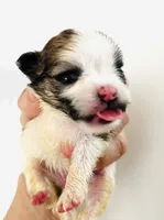 Joker, a female Pomchi for sale in Oklahoma City, OK – 3 of 6