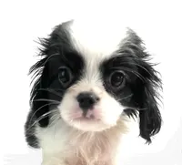 Hoop, a male Cavalier King Charles Spaniel and Japanese Chin for sale in Oklahoma City, OK – 8 of 10