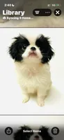 Prosody, a female Japanese Chin and Pomeranian for sale in Oklahoma City, OK – 7 of 7
