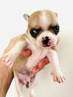 Two, a female Cavalier King Charles Spaniel and Japanese Chin for sale in Oklahoma City, OK – 2 of 4