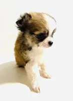Three T Cup, a male Chihuahua for sale in Oklahoma City, OK – 8 of 9