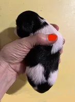 Cha Cha, a female Chihuahua and Japanese Chin for sale in Oklahoma City, OK – 5 of 5