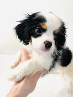 Stud, a male Cavalier King Charles Spaniel and Japanese Chin for sale in Oklahoma City, OK – 2 of 10