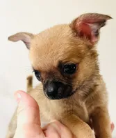 One T Cup, a male Chihuahua for sale in Oklahoma City, OK – 3 of 10