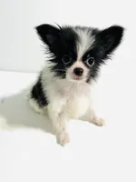 Genre XS T Cup, a male Japanese Chin and Pomeranian for sale in Oklahoma City, OK – 5 of 8