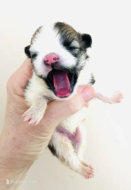 Joker – Pomchi puppy for sale in Oklahoma City, OK