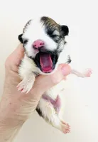 Joker, a female Pomchi for sale in Oklahoma City, OK – 1 of 6