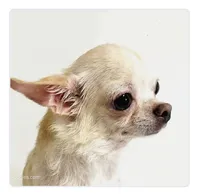 Paganni - Champ bloodlines, a female Chihuahua for sale in Oklahoma City, OK – 8 of 8