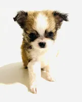 Three T Cup, a male Chihuahua for sale in Oklahoma City, OK – 7 of 9