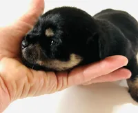 Solstice, a male Miniature Schnauzer and Japanese Chin for sale in Oklahoma City, OK – 3 of 6