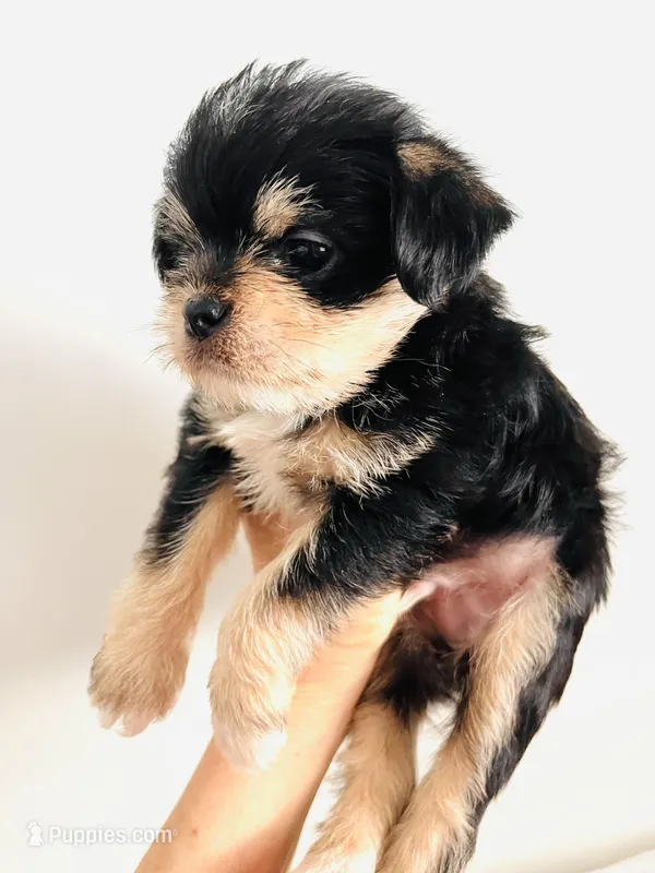 Durango – Chihuahua puppy for sale in Oklahoma City, OK