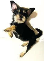Solstice   , a male Miniature Schnauzer and Japanese Chin for sale in Oklahoma City, OK – 3 of 8