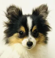 Melody, a female Japanese Chin and Pomeranian for sale in Oklahoma City, OK – 9 of 10