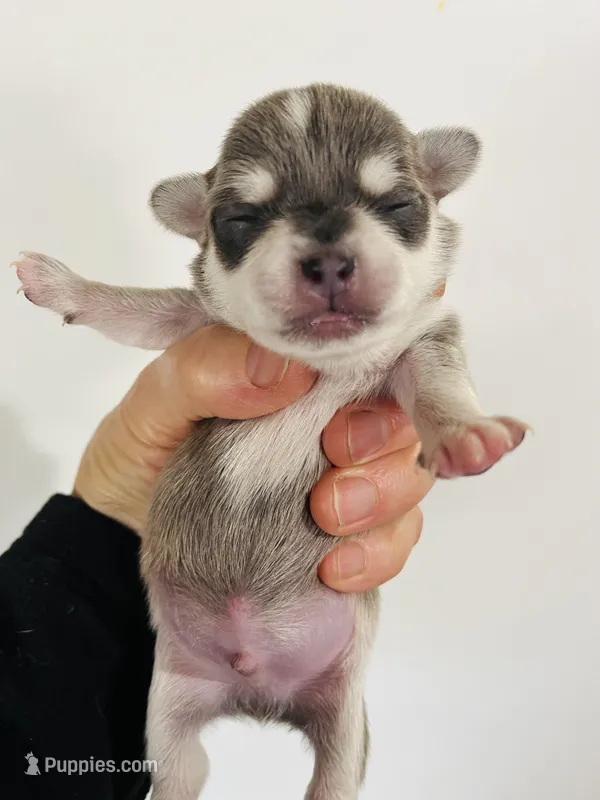 Epson – Chihuahua puppy for sale in Oklahoma City, OK