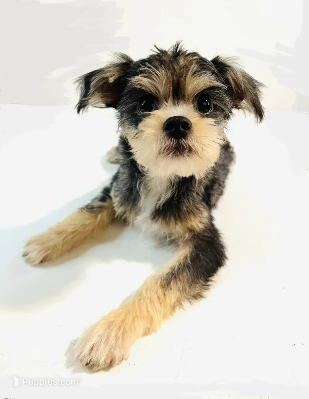 Durango – Miniature Schnauzer, Chihuahua puppy for sale in Oklahoma City, OK