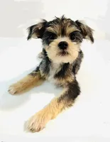 Durango, a male Miniature Schnauzer and Chihuahua for sale in Oklahoma City, OK – 2 of 8