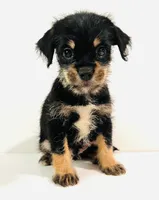 Solstice, a male Miniature Schnauzer and Japanese Chin for sale in Oklahoma City, OK – 3 of 10