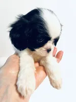 Dangle, a male Cavalier King Charles Spaniel and Japanese Chin for sale in Oklahoma City, OK – 2 of 9