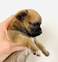 One, a female Cavalier King Charles Spaniel and Japanese Chin for sale in Oklahoma City, OK – 3 of 10