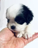 Stud, a male Cavalier King Charles Spaniel and Japanese Chin for sale in Oklahoma City, OK – 2 of 7