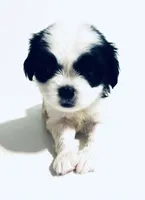 Adorn, a female Cavalier King Charles Spaniel and Japanese Chin for sale in Oklahoma City, OK – 3 of 7