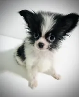 Genre XS T Cup, a male Japanese Chin and Pomeranian for sale in Oklahoma City, OK – 3 of 8