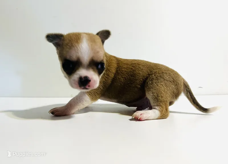 Two – Cavalier King Charles Spaniel, Japanese Chin puppy for sale in Oklahoma City, OK