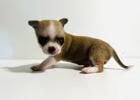 Two, a female Chihuahua for sale in Oklahoma City, OK – 1 of 10