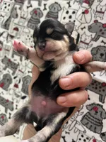 Durango, a male Miniature Schnauzer for sale in Oklahoma City, OK – Photo 3 of 4